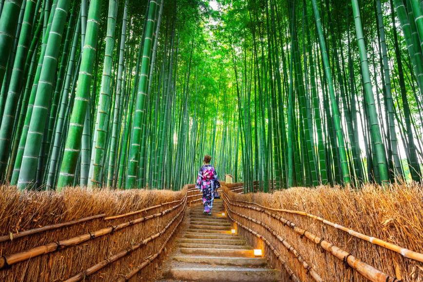 Foresta di bambù - Kyoto