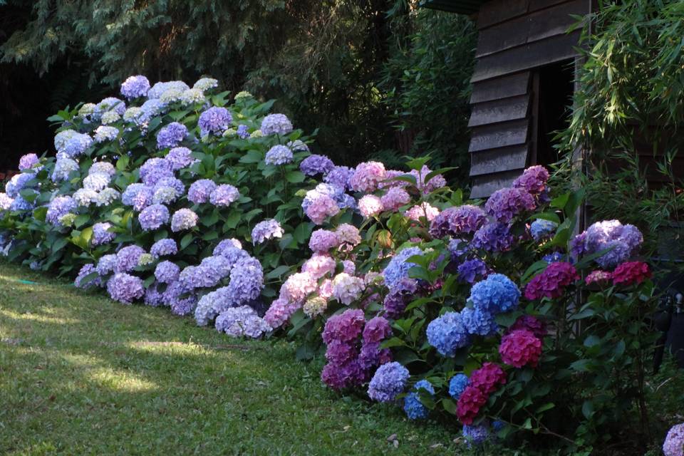 Luglio  ortensie