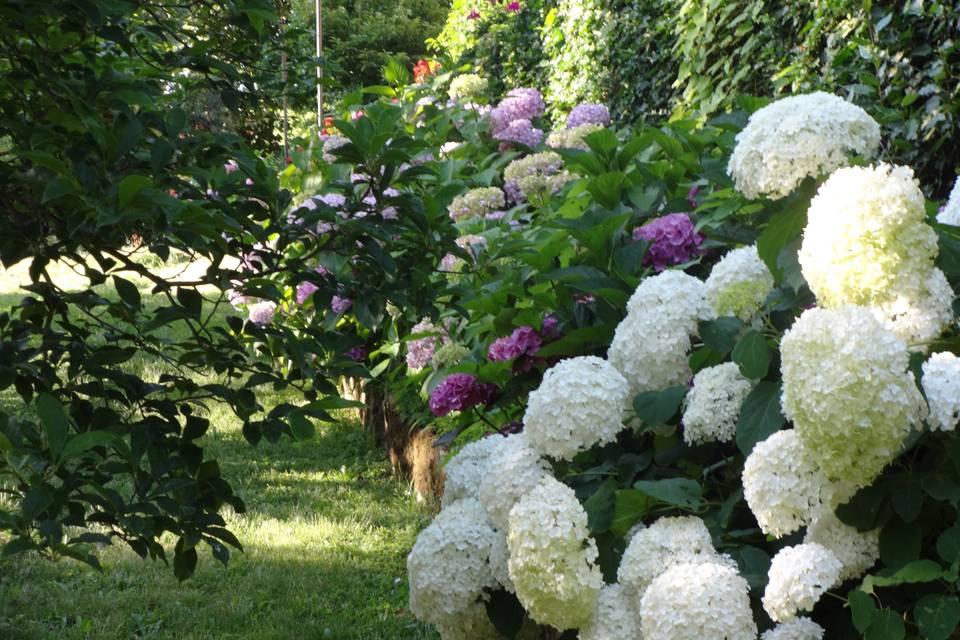 Luglio  ortensie