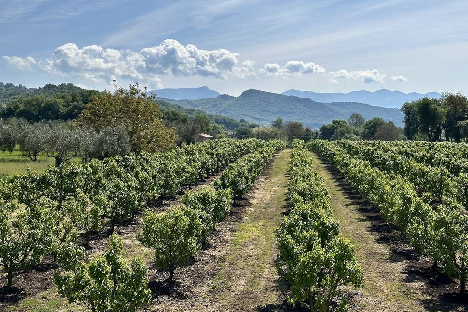 Le nostre vigne