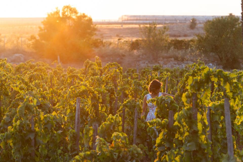 Vineyards
