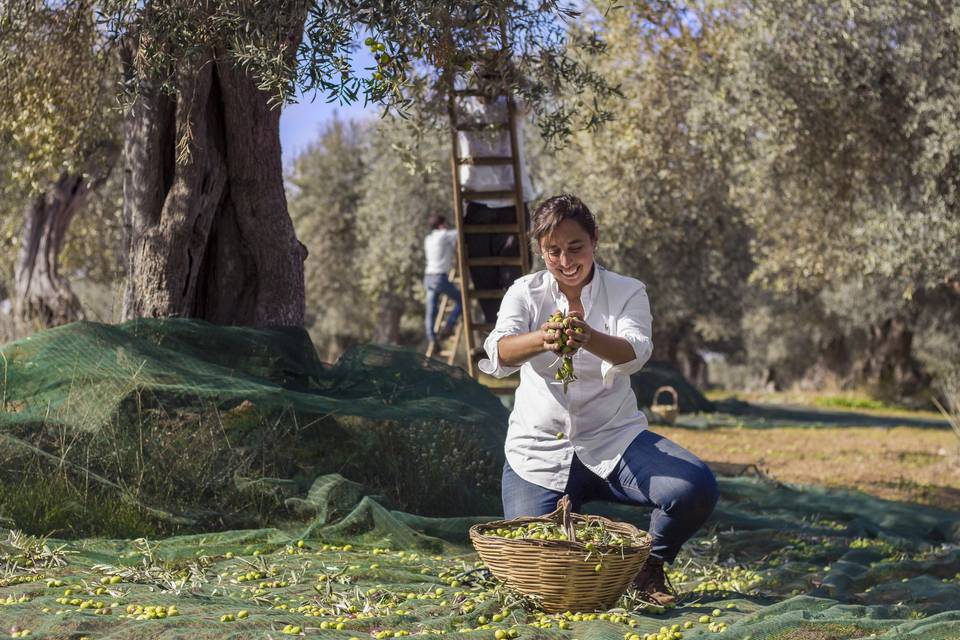 Olive trees