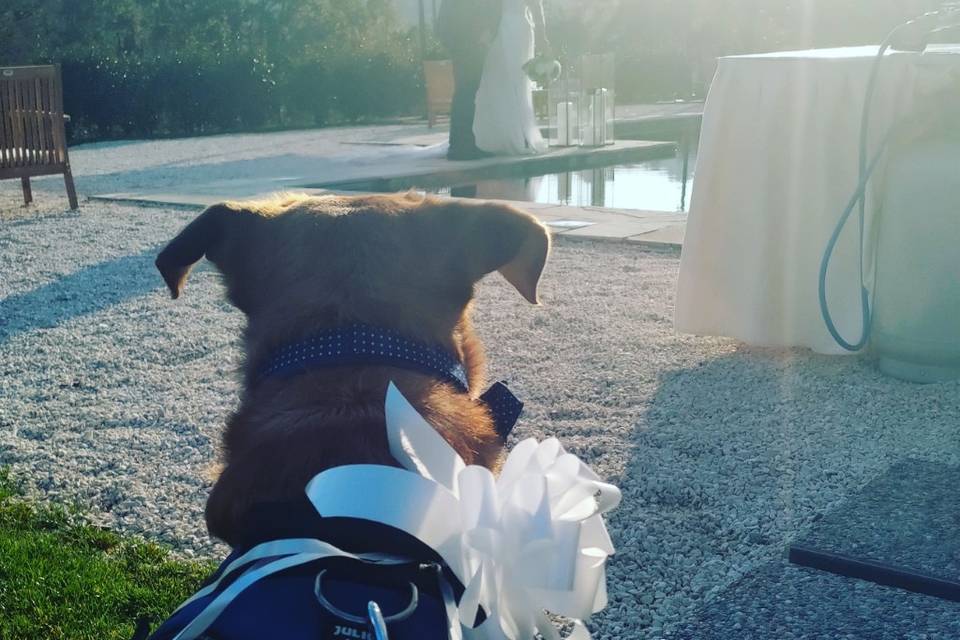 JL Wedding Dog Sitter