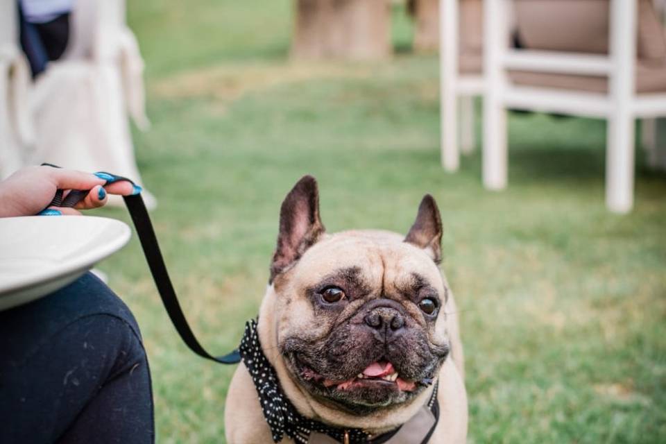 Wedding-dog