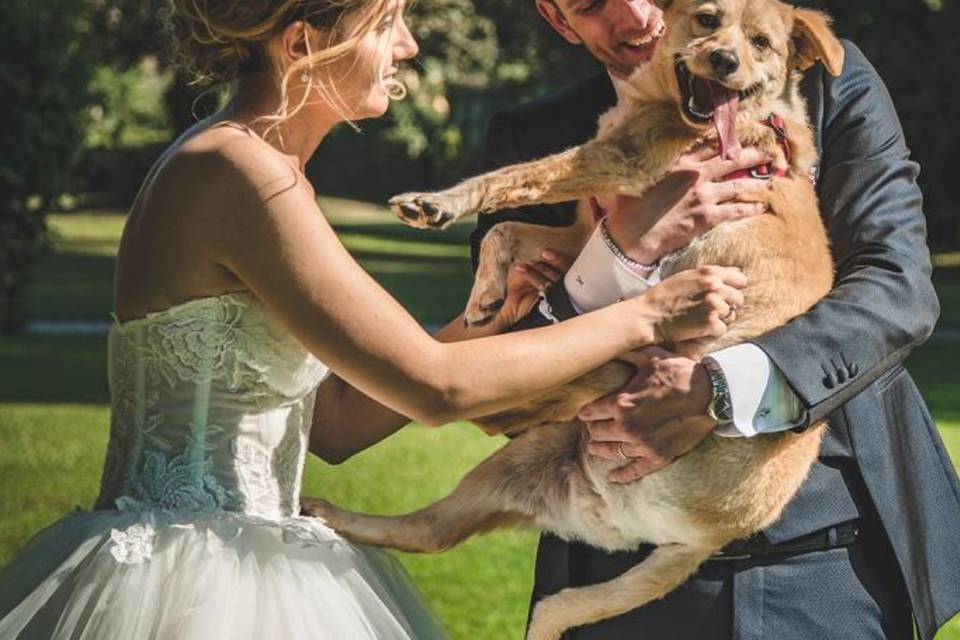 Wedding-dog