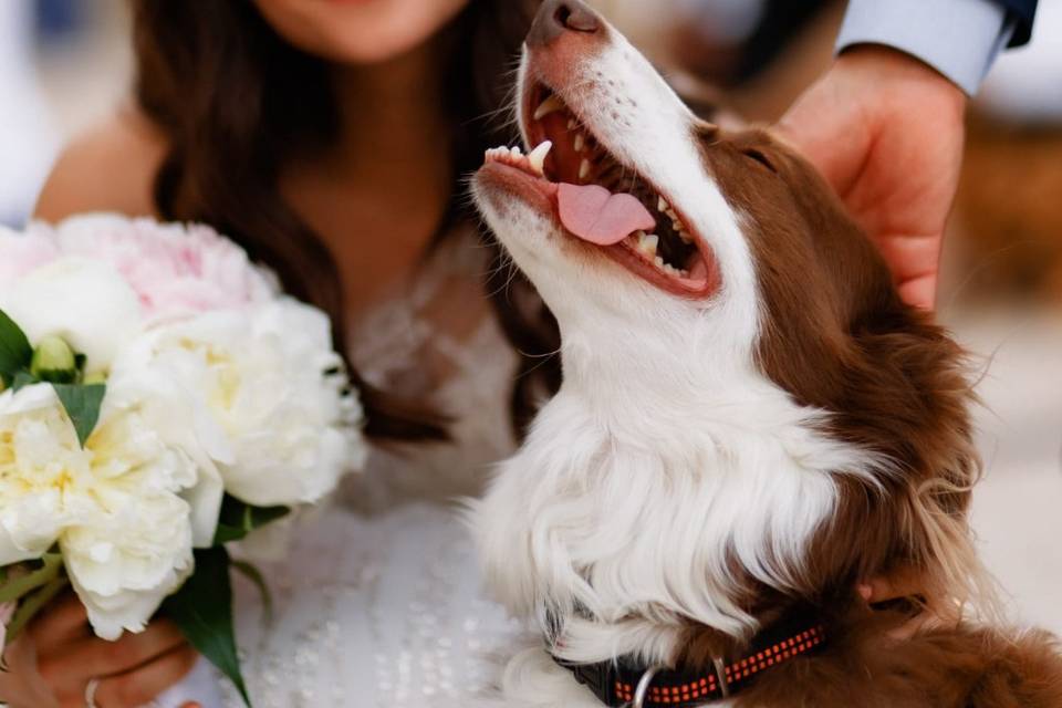 Wedding-dog