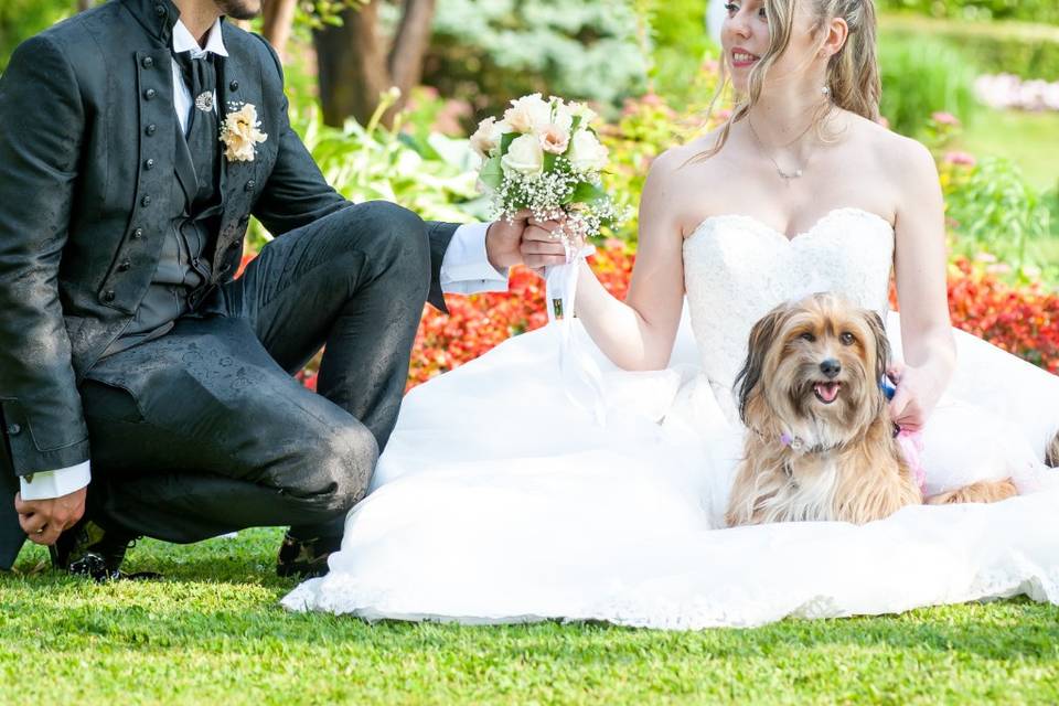 Wedding-Dog