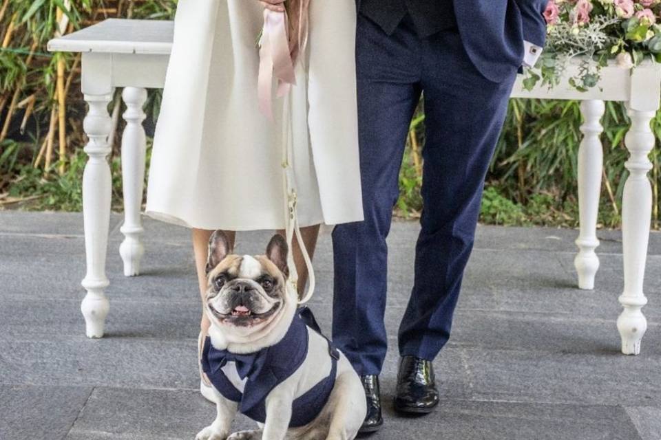 Wedding -dog