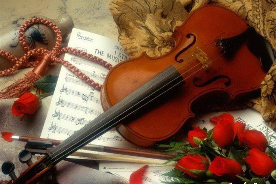 Violino e rose