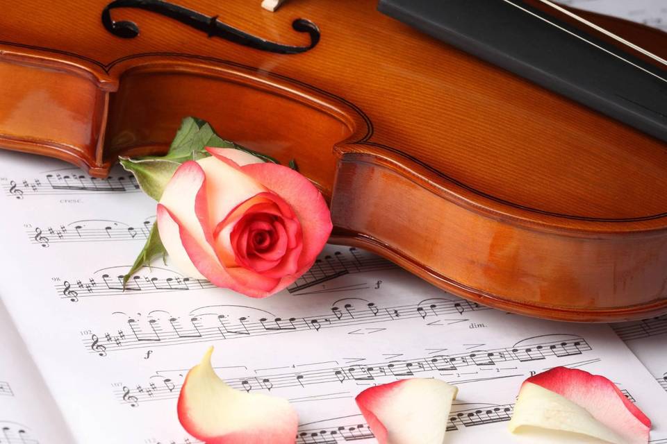 Violino e rose rosa