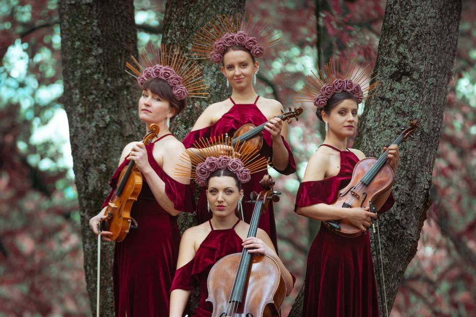 String quartet - velvet rose