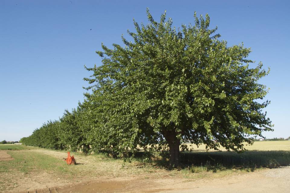 Tenuta La Fiscala