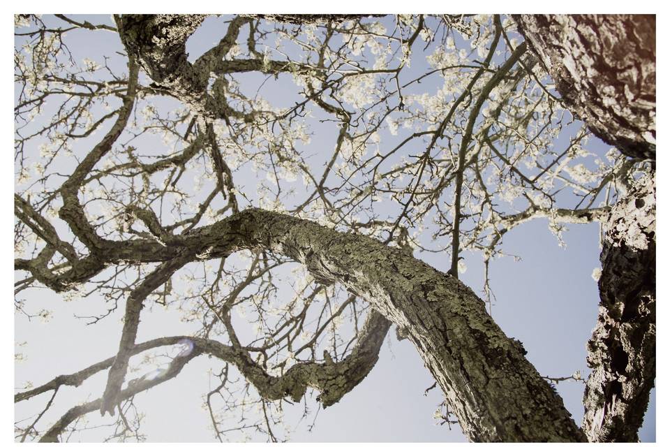 Gli alberi della location