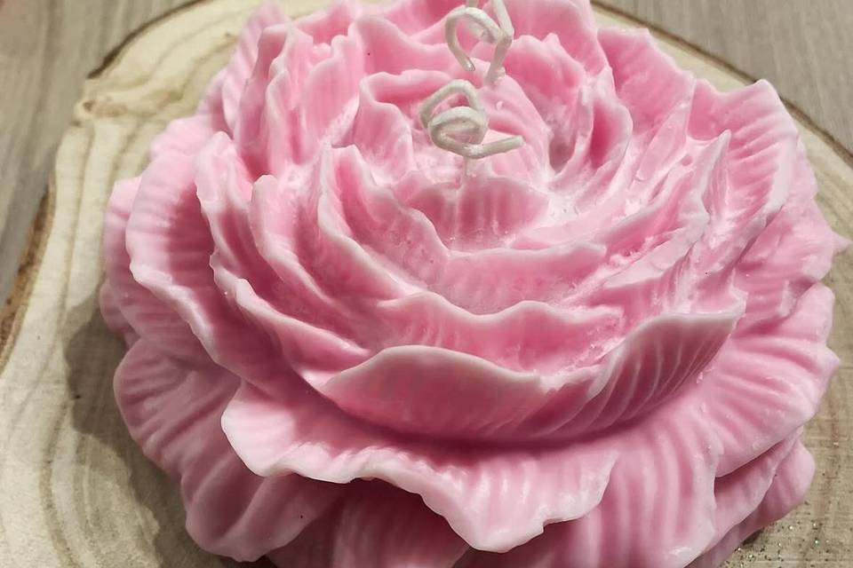 Peonia xxl