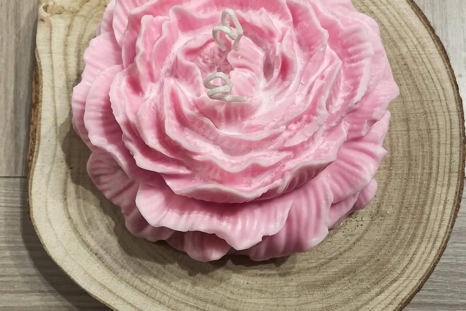 Peonia xxl