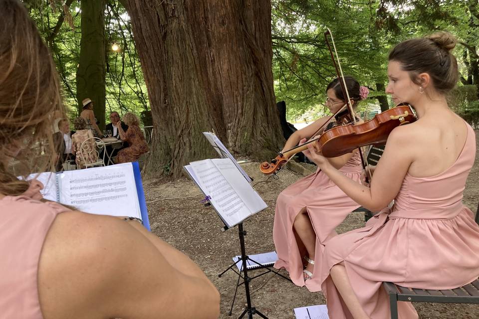 Sotto gli alberi secolari