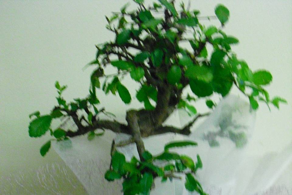 Bonsai bomboniera