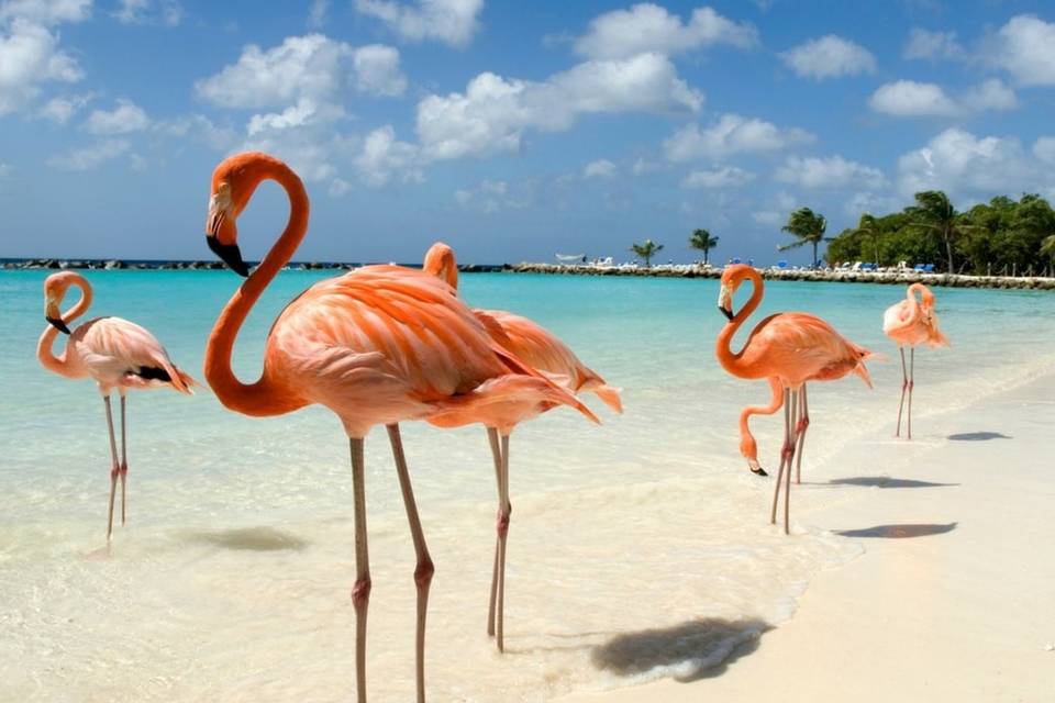 Aruba