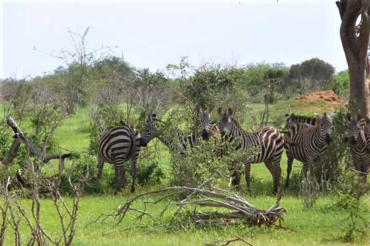 Safari Kenya