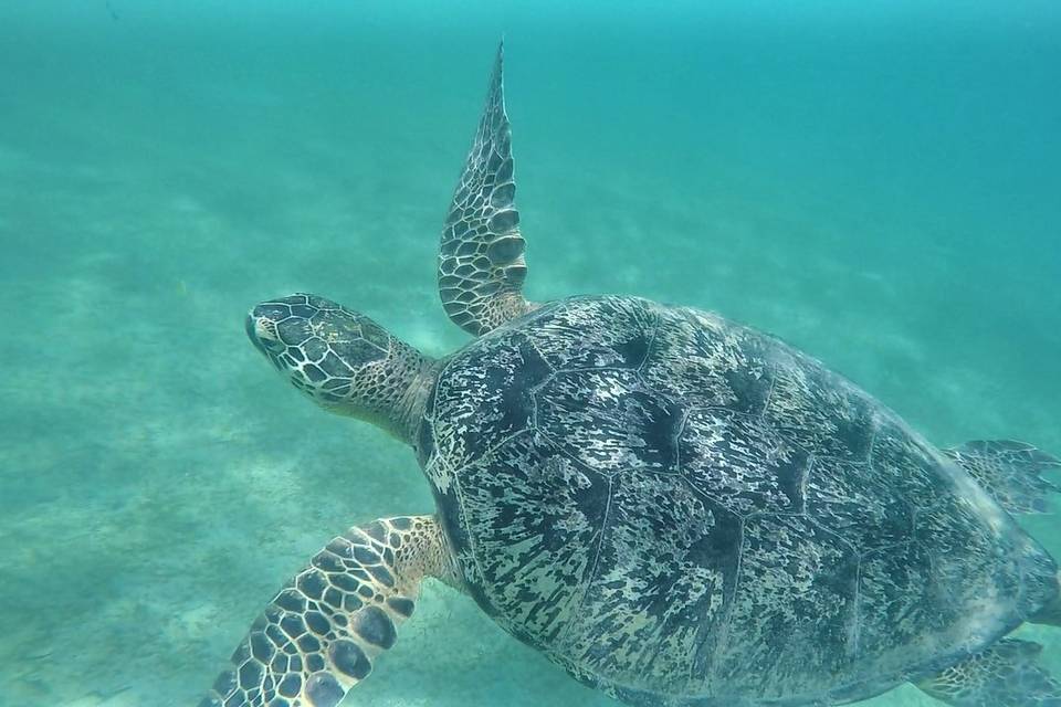 Snorkeling in Madagascar