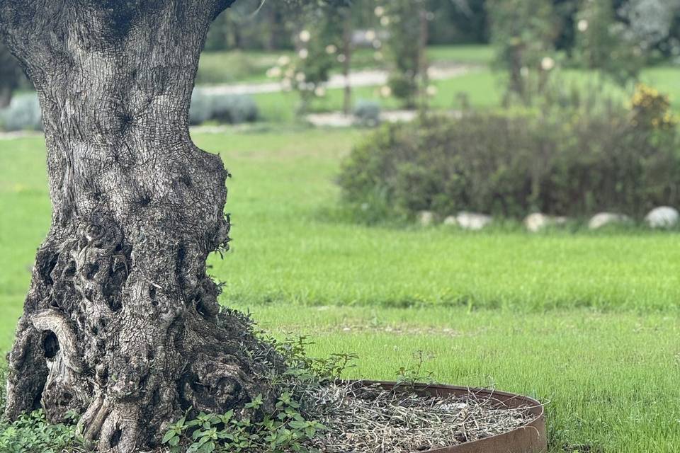 Ulivo