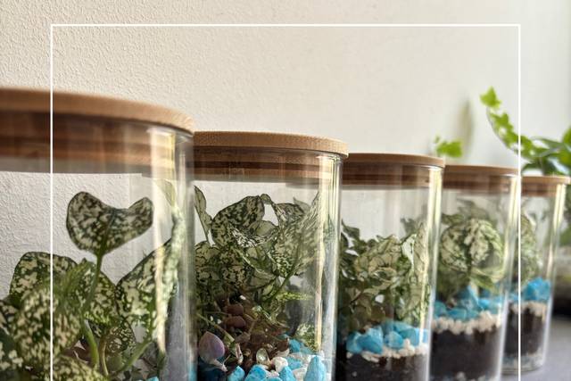 Terrarium bomboniera