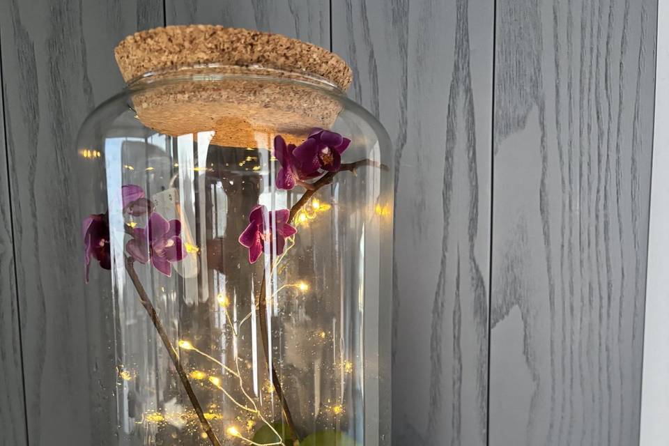 Kokedea(Kokedamaterrarium)