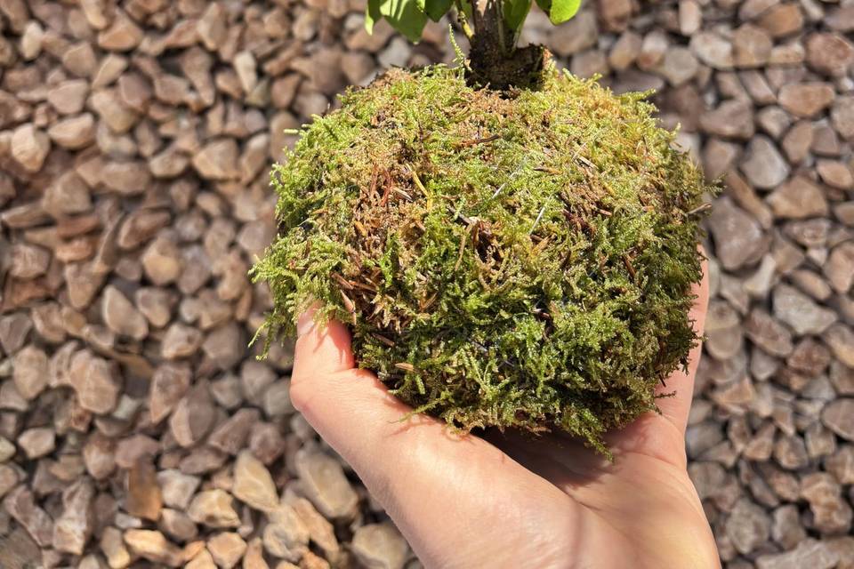 Kokebonsai