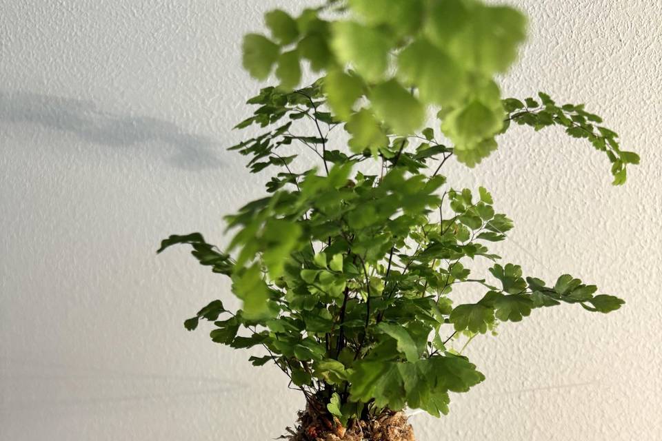 Kokedama sfagno