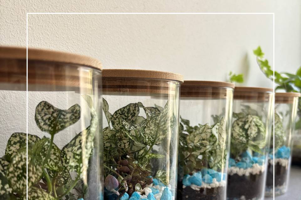 Terrarium bomboniera