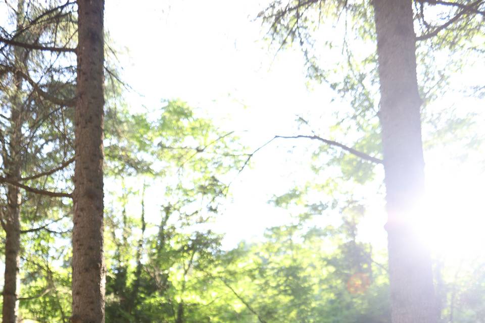 Wedding in the woods