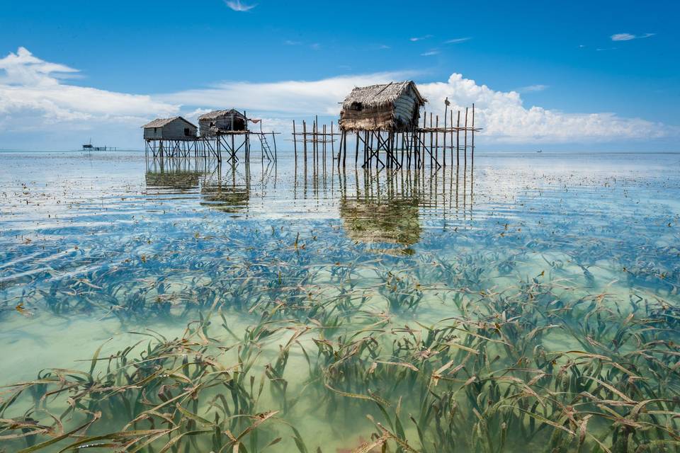 Borneo Malese