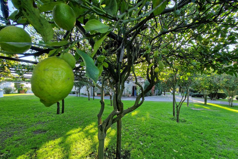 Il giardino