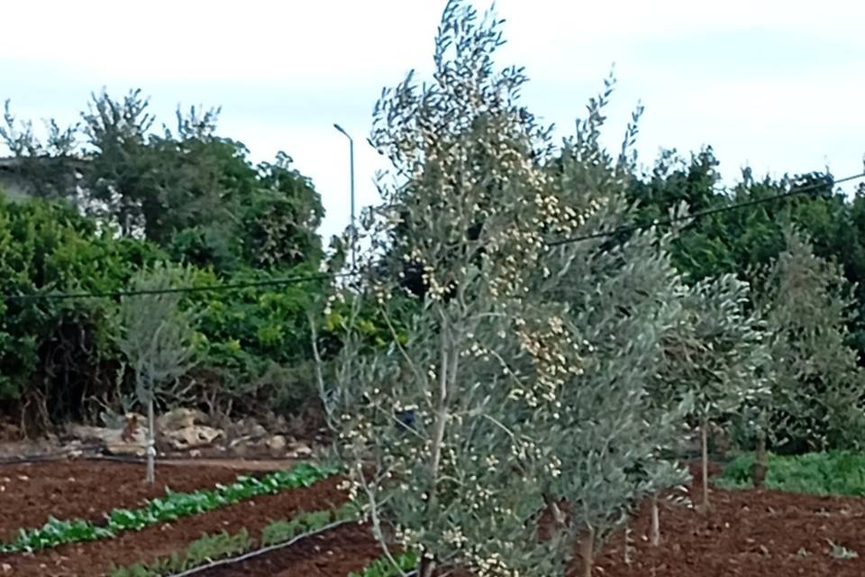 La campagna