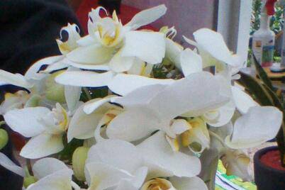 Bouquet orchidee