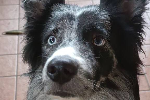 Vita da Cani
