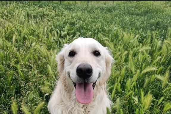 Dog sitting