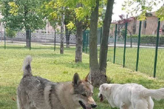 Vita da Cani