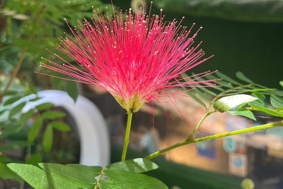 Malesia