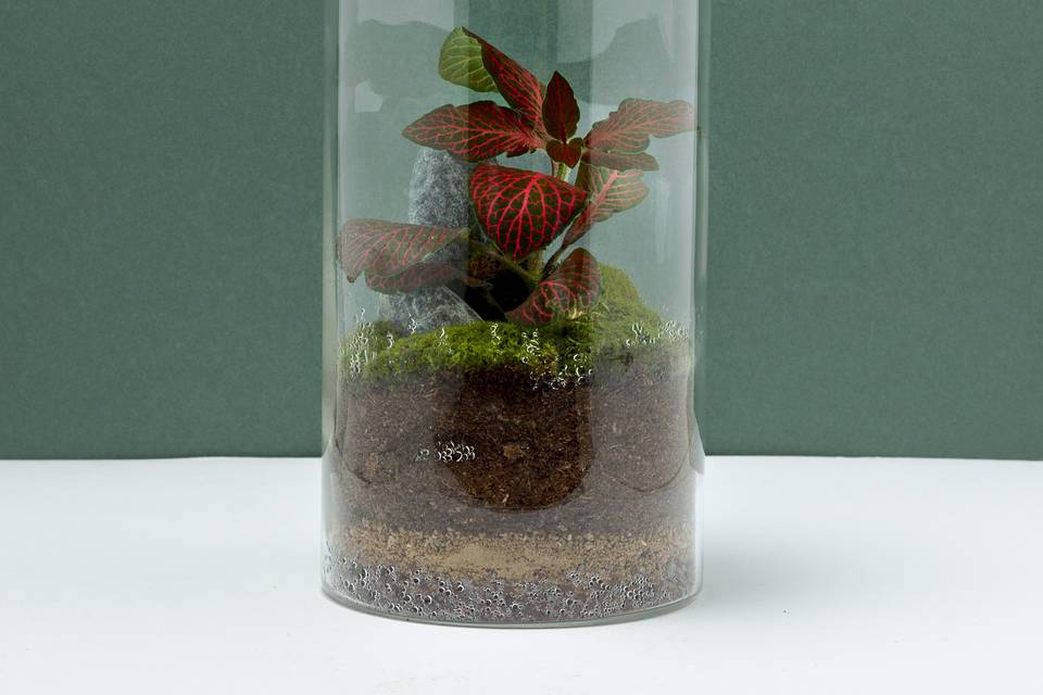 Terrarium tropicale