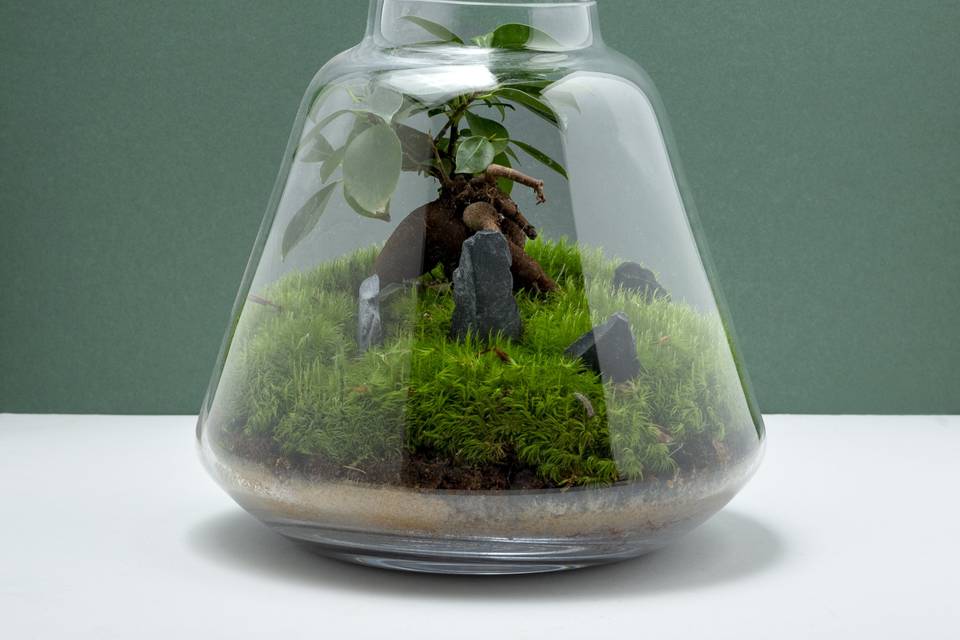 Terrarium tropicale