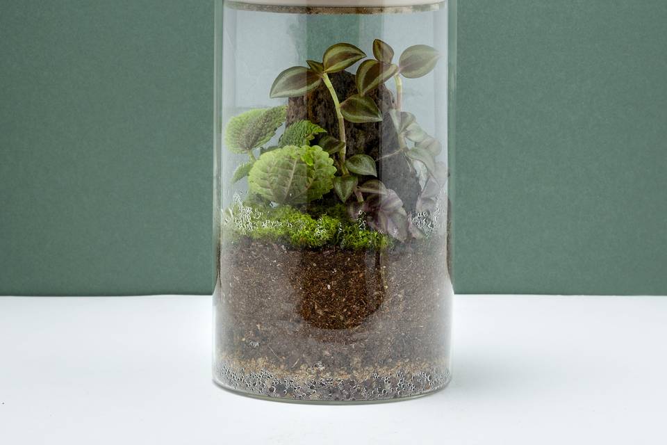 Terrarium tropicale