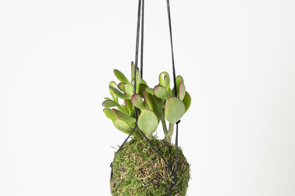 Kokedama