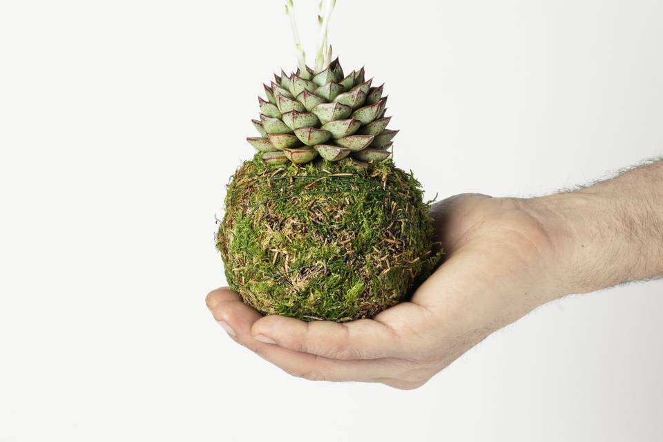 Kokedama