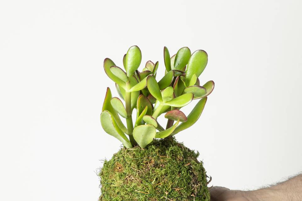 Kokedama