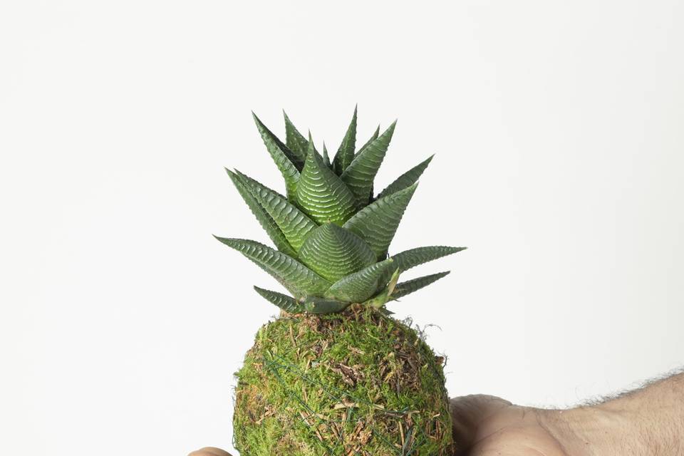 Kokedama