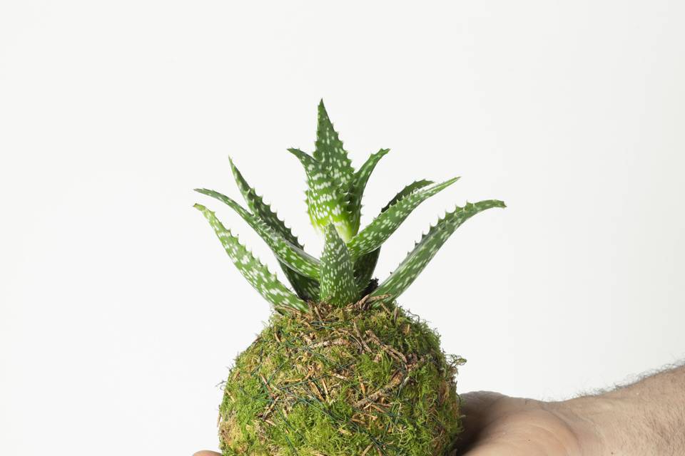 Kokedama