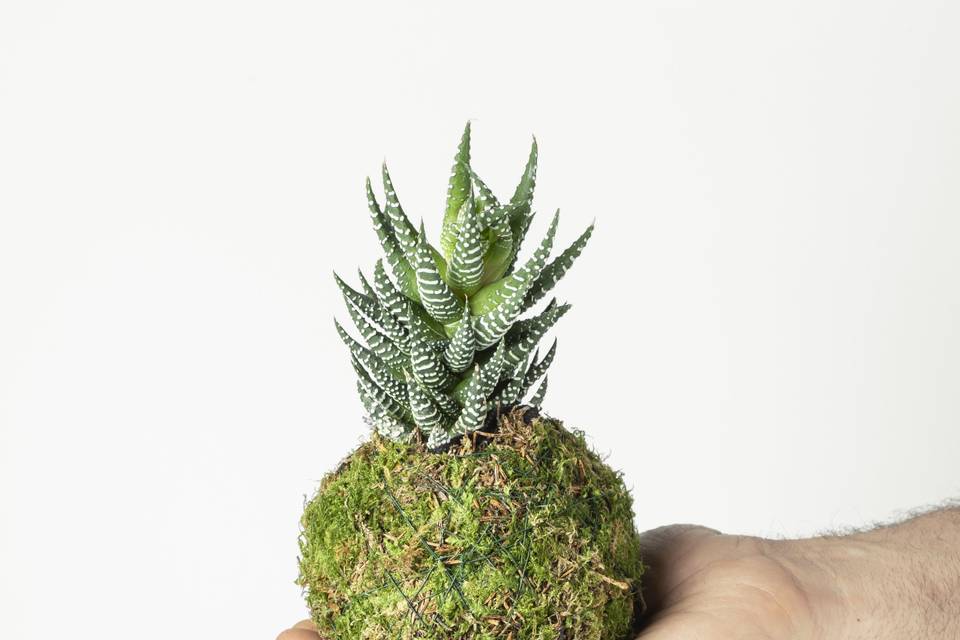 Kokedama