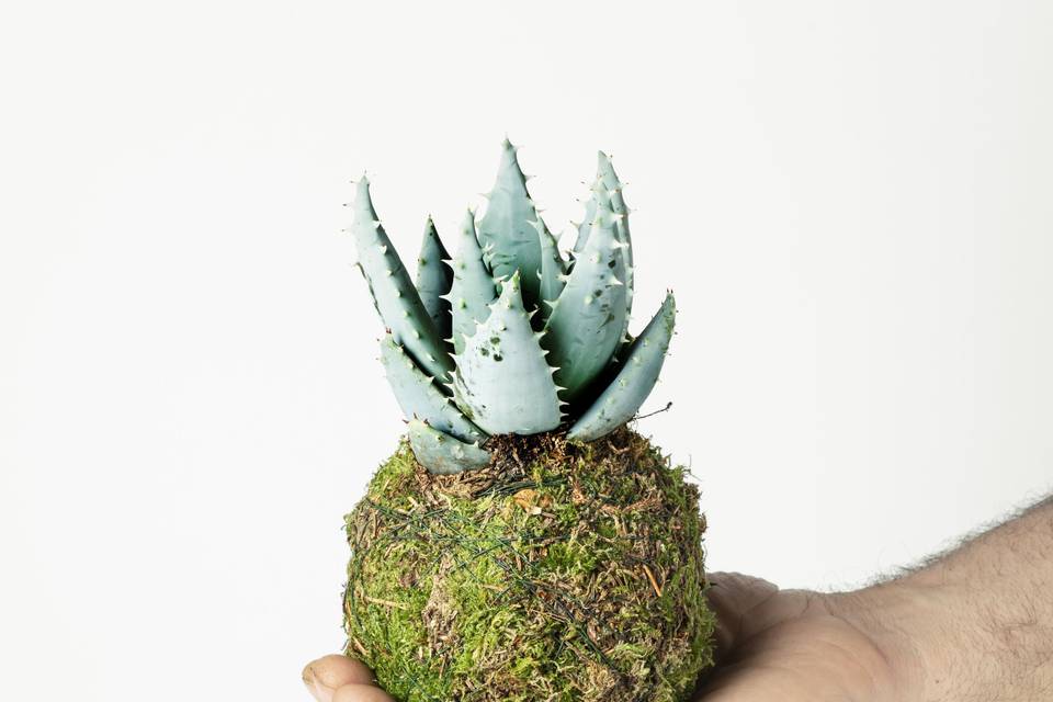 Kokedama