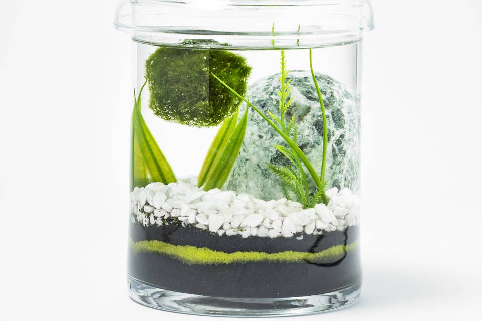 Alga Marimo